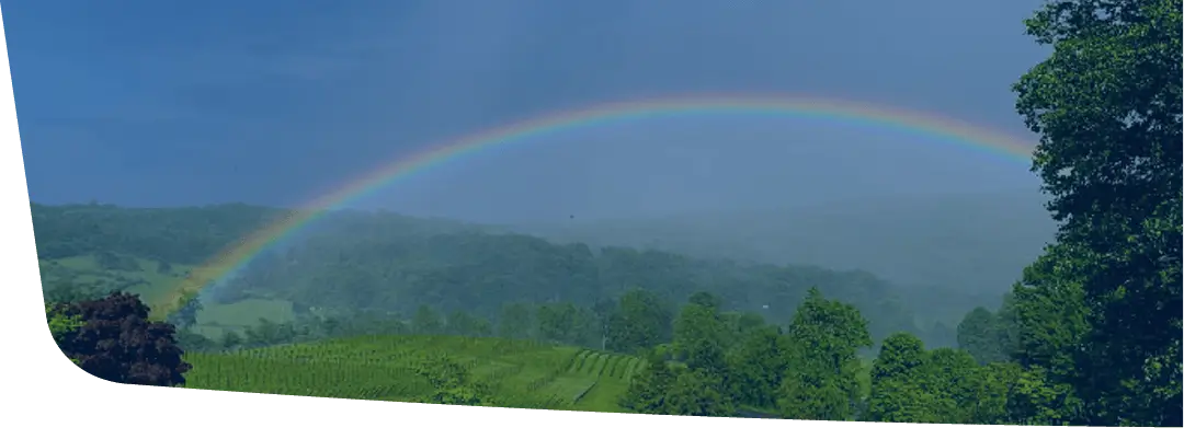 Rainbow over woods and vineyard